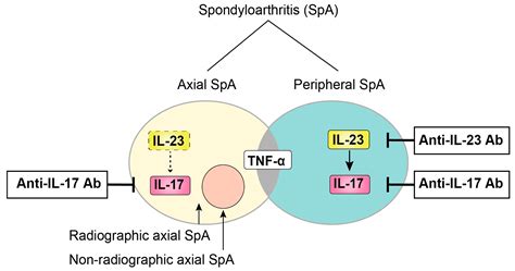 √画像をダウンロード il-23 pathway 831867-Il 23 signaling pathway - Saesipapictpe4