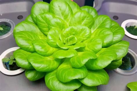 Hydroponic Nutrients | Aqualogi: Home Gardening Practices