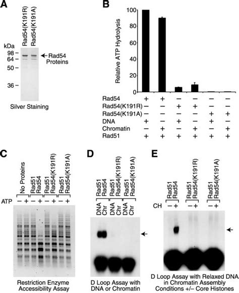 The Atpase Activity Of Rad Is Required For D Loop Formation And