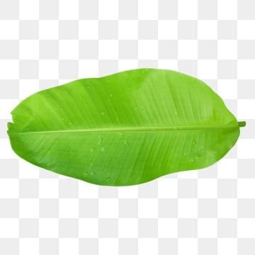 Banana Leaves PNG Transparent Images Free Download | Vector Files | Pngtree