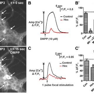 Effect Of Nachr Subtype Antagonists On Dmpp And Single Pulse Evoked Ca