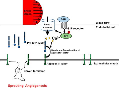 Piezo1 Mediates Angiogenesis Through Activation Of Mt1 Mmp Signaling