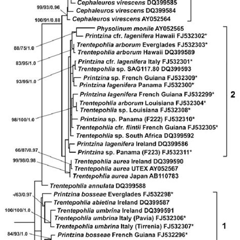 Phylogram Inferred From Maximum Likelihood Analysis Of The 18S RRNA