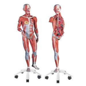 Life Size Dual Sex Human Figure Part Labworld Co Uk