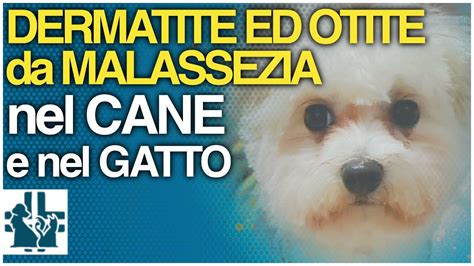 Malassezia Pachydermatis Nel Cane E Nel Gatto Dermatite Ed Otite