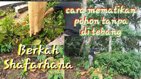 Cara Mematikan Pohon Tanpa Di Tebang Youtube