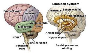 Anatomie Hersenen