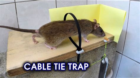 Homemade Mouse Trap 15 Diy Rat Traps That Really Work