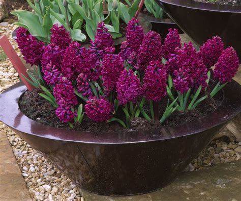 How to grow hyacinth bulbs in containers: top tips | Homes & Gardens