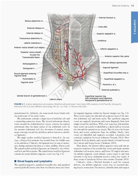 Williams Obstetrics Th