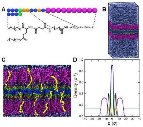 Figure 1 From SsDNA Amphiphile Architecture Used To Control Dimensions