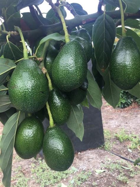 Avocado Tree Bacon (B) - Lakeside Plants & Nursery