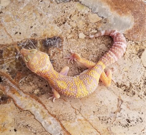 Leopard Gecko Albino Morphs