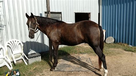 Tennessee Walker For Sale in Houston (1) | Petzlover