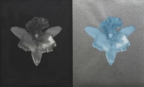 Tampa Orchid By Robert Mapplethorpe On Artnet