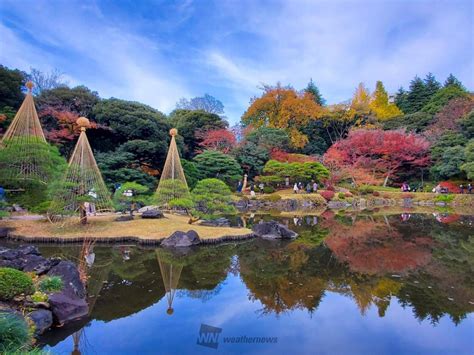 旧古河庭園の紅葉情報【2023】 ウェザーニュース