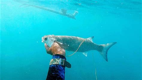 PESCA SUB Movimentação de TAINHA GUARAJUBA GALO DO ALTO ROBALO