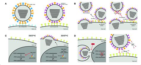 Host Range Determinants Of Influenza A Viruses Iav A Avian