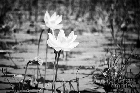 American Lotus Flowers On Lake Tohopekaliga Central Florida Usa