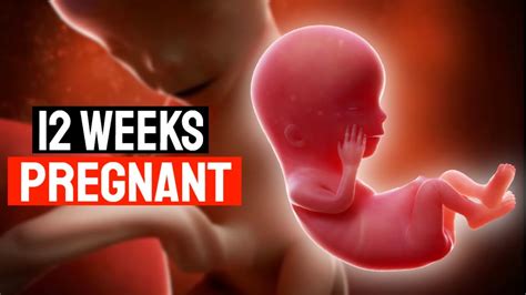 Weeks Pregnant Inside The Womb Week Pregnancy Symptoms Th