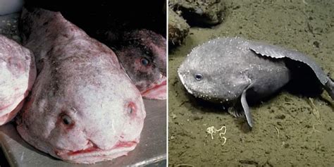 blobfish swimming