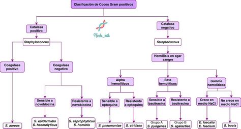 Cocos Gram Positivos Katherine M Ndez Udocz