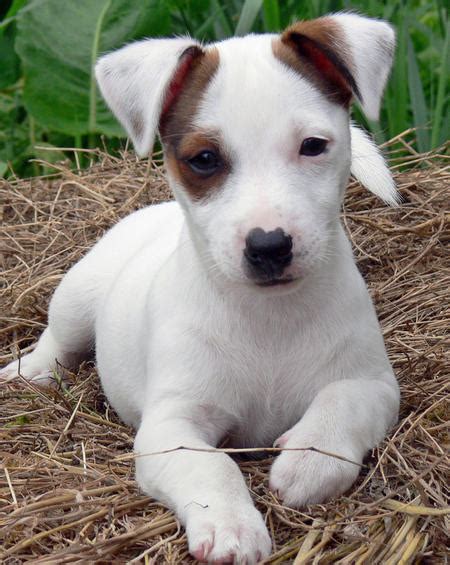 Mini Jack Russell Puppiez