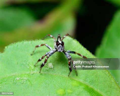 816 Jumping Spider Web Stock Photos, High-Res Pictures, and Images - Getty Images