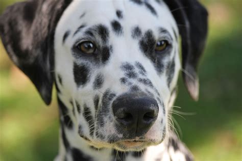 Dalmatian My Doggy Rocks