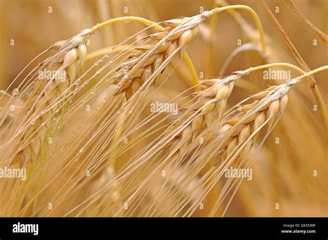 Grain Wheat Ear Stock Photo Alamy