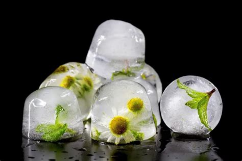 Comment protéger les plantes du froid soudain 5 bons gestes et