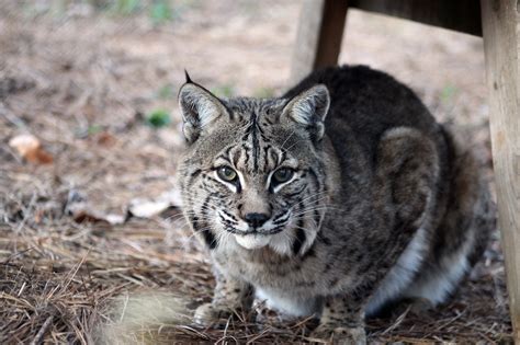 Bobcat - Carolina Tiger Rescue