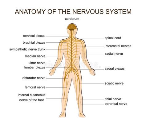 Anatomia Del Sistema Nervoso Illustrazione Vettoriale Illustrazione