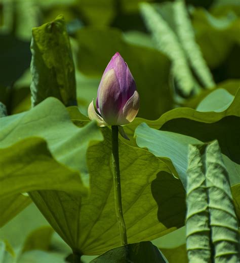 Capullo De La Flor Loto Lirio Foto Gratis En Pixabay Pixabay