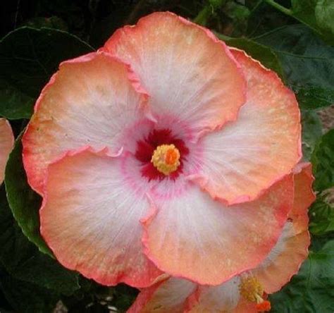 Rare Orange White Hibiscus Seeds Giant Dinner Plate Fresh Flower Garden