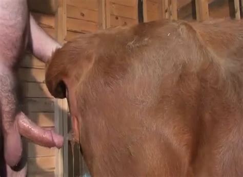 Pictures Showing For Guy Fucks Cow Porn Mypornarchive Net