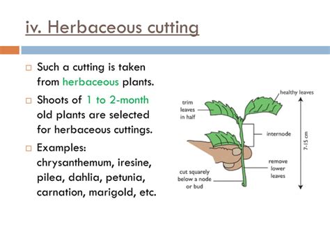 Plant propagation | PPT