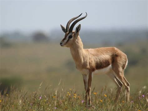 Morocco autumn – Wildlife Travel