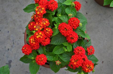 Lantana Lantana Camara Hot Blooded From Hillcrest Nursery