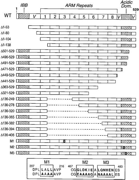 Structure Of Imp Mutants The Conserved Structural Domains Present In