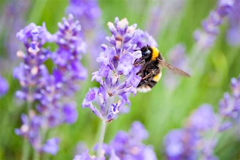 7 Fascinating Facts About Lavender