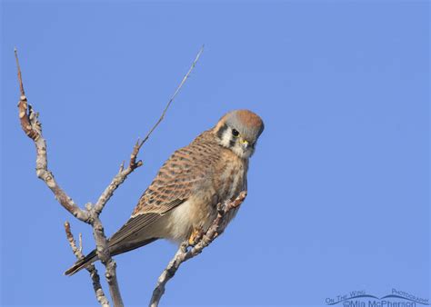 Female American Kestrel Get Off My Lawn Look Mia Mcphersons On The