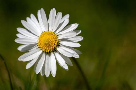 Gänseblümchen ganz bio SANIOLIS reine Naturkosmetik