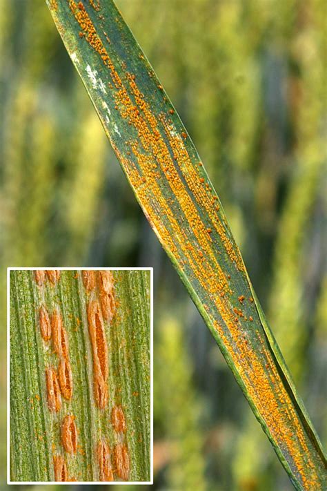 Stripe Rust A New Challenge To Wheat Yield In New York Whats