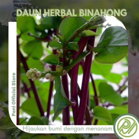 Jual Obat Herbal Daun Binahong Merah Hanya Daun Piahong Anredera