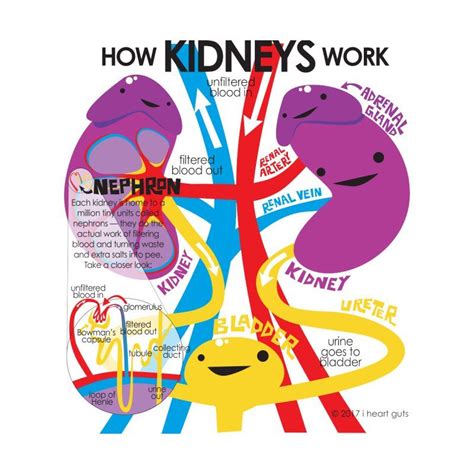 How kidneys work – Artofit