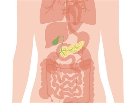 Pancreas Transplant in Pune | Pancreas Specialist Doctor in Pune - Dr ...