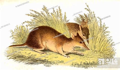 Long-nosed bandicoot (Perameles nasuta), long-nosed bandicoot, Stock Photo, Picture And Royalty ...