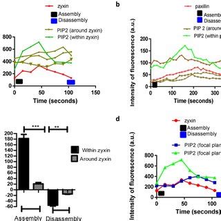 Dynamic Change Of Local Levels Of Ptdins P Within And Around Fa