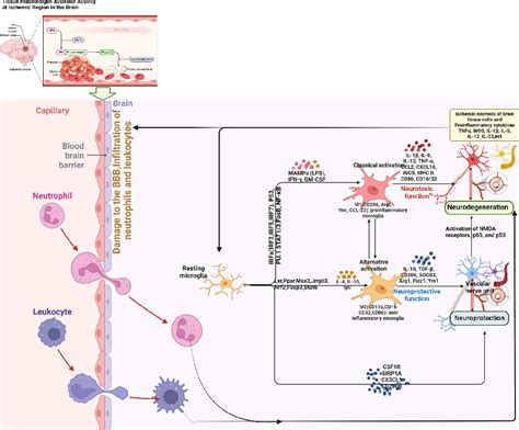 Figure 1 From The Mechanism Of Microglia Mediated Immune Inflammation